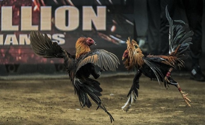 Cambodian Cockfighting